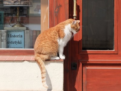 Dante, słynny kot z wrocławskiego antykwariatu nie żyje - 9