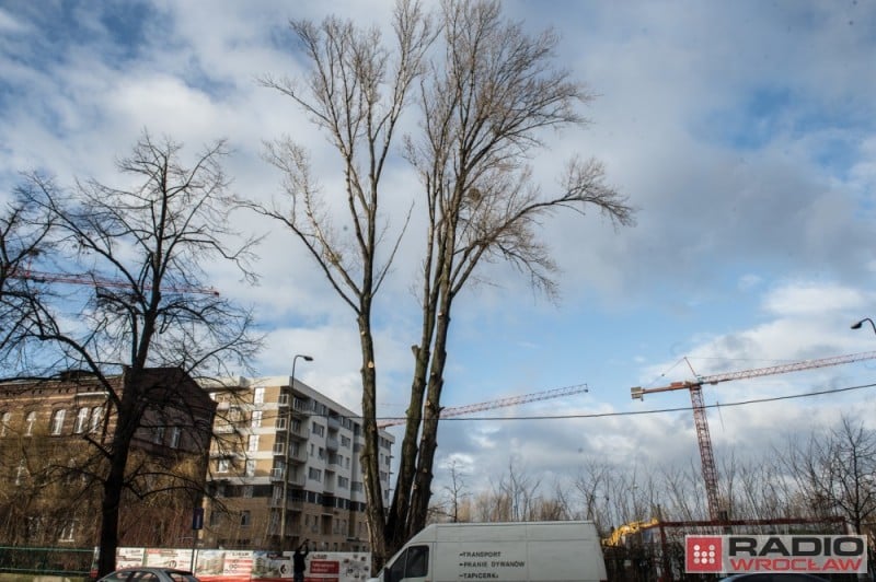 To barbarzyństwo w świetle prawa - społecznicy walczą o drzewa - fot. Radio Wrocław