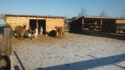TOP5  dolnośląskich schronisk dla bezdomnych zwierząt - wygrywa Schronisko Fundacji Centaurus w Szczedrzykowicach - 15