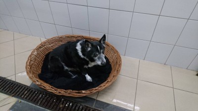 TOP5  dolnośląskich schronisk dla bezdomnych zwierząt - wygrywa Schronisko Fundacji Centaurus w Szczedrzykowicach - 22
