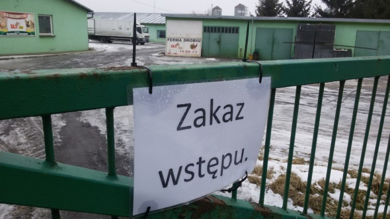 Ognisko ptasiej grypy pod Oleśnicą: Zamknięta droga, ograniczenia - zdjęcia: Radosław Bugajski