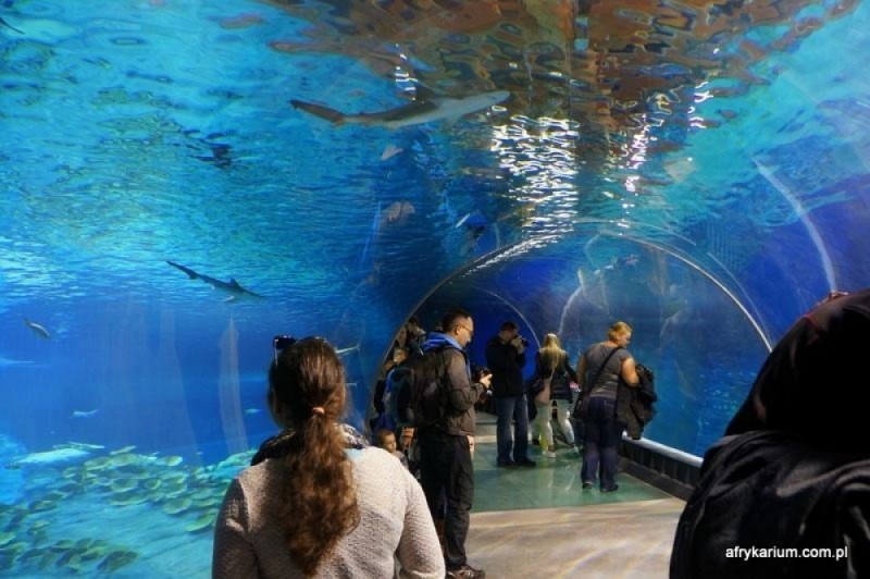 Oto 7 cudów świata wśród ogrodów zoologicznych! Na czwartym miejscu nasze Afrykarium [FILMY] - 