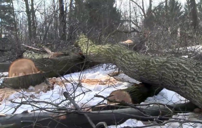 Mieszkańcy próbują zatrzymać wycinkę drzew - 