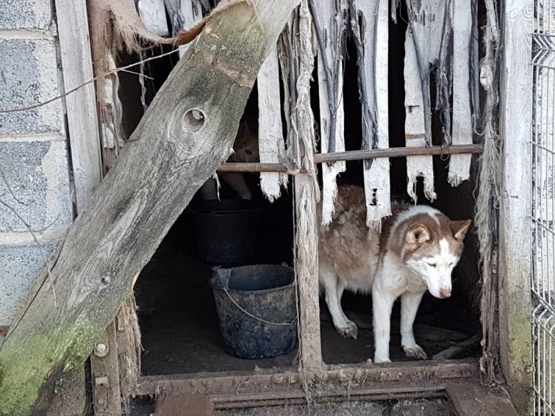 Policja w hodowli psów pod Oleśnicą. Zwierzęta żyły w skandalicznych warunkach (ZDJĘCIA) - zdjęcia: Oleśnickie Bidy