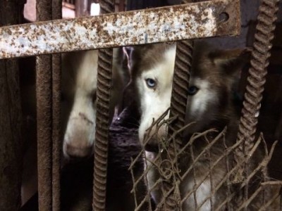 Policja w hodowli psów pod Oleśnicą. Zwierzęta żyły w skandalicznych warunkach (ZDJĘCIA) - 0