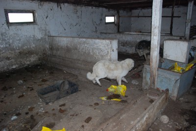 Policja w hodowli psów pod Oleśnicą. Zwierzęta żyły w skandalicznych warunkach (ZDJĘCIA) - 6