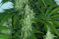 Bielawa: 37 osób zatrzymanych na festiwalu reggae - Marihuana (Fot. Wikipedia)