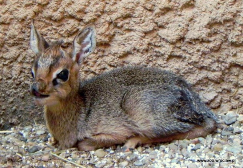 Nowy maluch w zoo. Antylopa urodziła się na oczach zwiedzających - fot. zoo wrocław