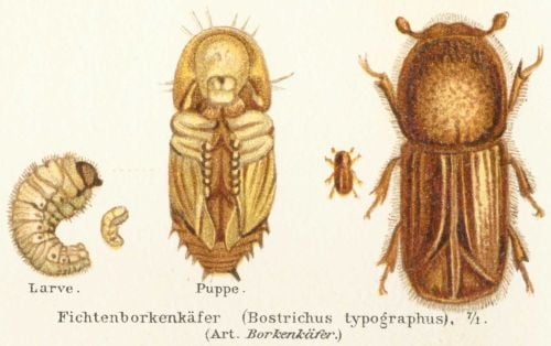 Korniki atakują Karkonosze! (Posłuchaj) - Tak wygląda kornik (Fot. Wikipedia)