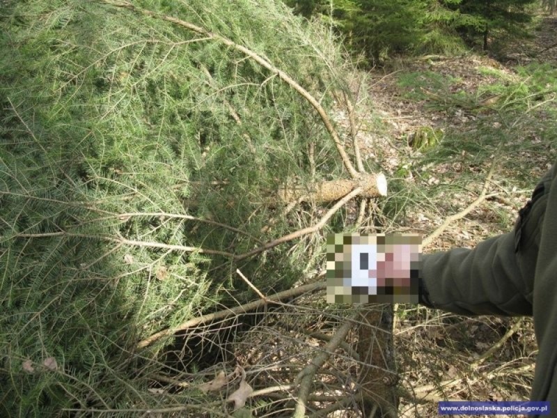 Policjant po służbie złapał mężczyznę nielegalnie wycinającego choinki - fot. dolnoslaska.policja.gov.pl
