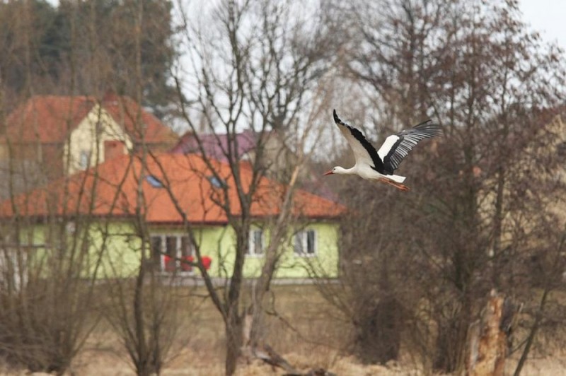 To już wiosna! Jest pierwszy na Dolnym Śląsku bocian [ZDJĘCIA] - fot. Krzysztof Lewandowski/foto.lca.pl