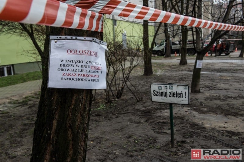 Wrocław: Kilkanaście zdrowych drzew pod topór. Tak chcieli mieszkańcy - zdjęcia: Andrzej Owczarek