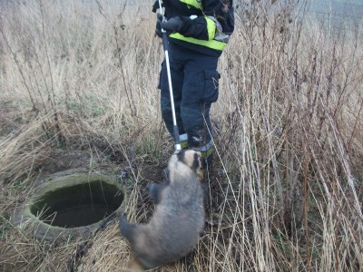 Borsuk, bóbr, lisy... Wałbrzyscy strażnicy miejscy ratują zwierzęta - 3