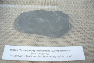 Wałbrzych: Rośliny i owady sprzed milionów lat, odciśnięte w skamielinach - 2
