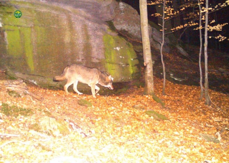 Mamy kolejne zdjęcie wilka z dolnośląskich gór! [ZOBACZ] - Zdjęcie zrobione przez fotopułapkę zamontowaną przez Artura Pałuckiego