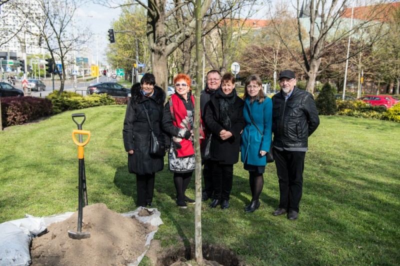 Zasadzili nowe drzewo na placu Grunwaldzkim - 