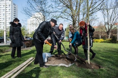 Zasadzili nowe drzewo na placu Grunwaldzkim - 4