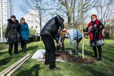 Zasadzili nowe drzewo na placu Grunwaldzkim - 5