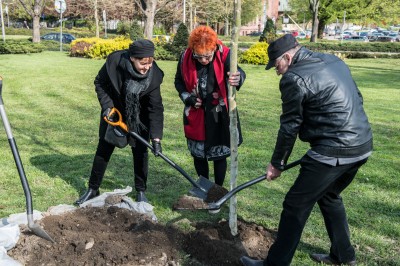 Zasadzili nowe drzewo na placu Grunwaldzkim - 6