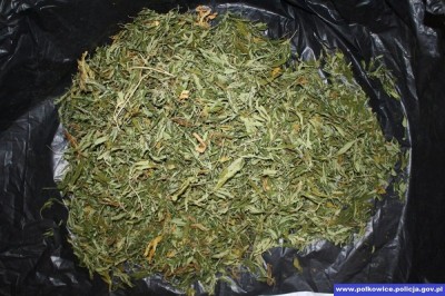 Polkowice: Pół kilograma marihuany w przydomowej stodole