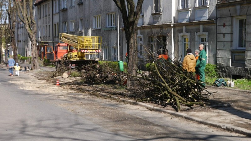 Mieszkańcy Jeleniej Góry bronią wycinanych drzew - fot. Piotr Słowiński