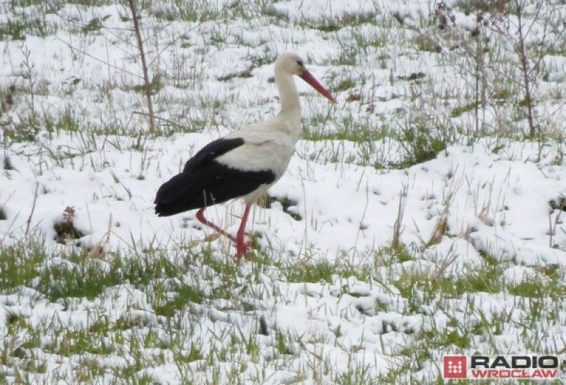Pogoda: Powieje chłodem, ale w czwartek nawet 18 stopni! - fot. Piotr Słowiński, archiwum radiowroclaw.pl