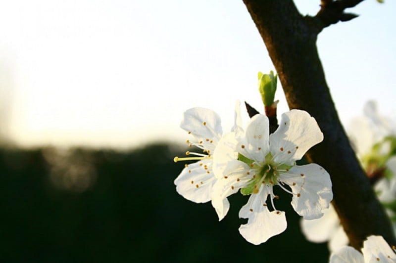 Przez zimną wiosnę zapłacimy krocie za owoce i warzywa? [ROZMOWA DNIA] - fot. freeimages.com