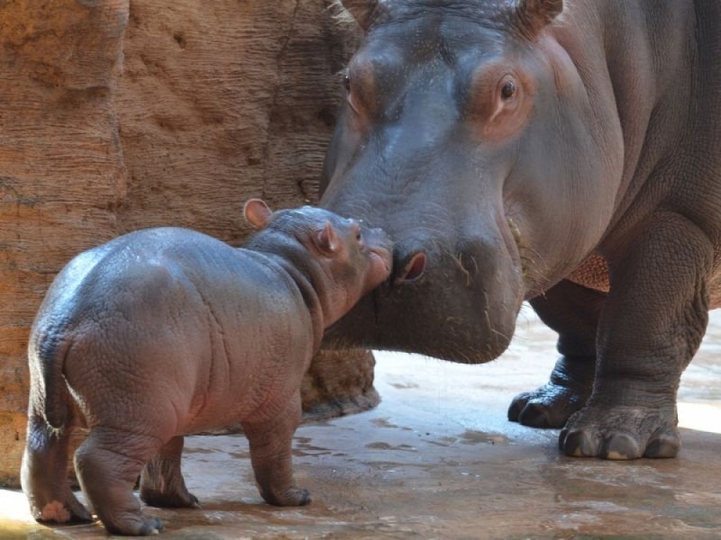 Pierwsze urodziny Zumby we wrocławskim zoo - fot. mat. prasowe ZOO Wrocław