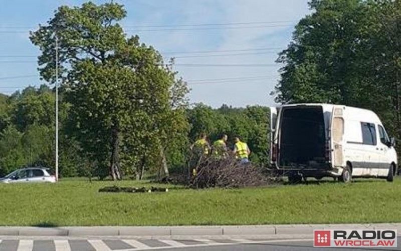 Wałbrzych: Wykopali "Romana" - fot. Bartosz Szarafin
