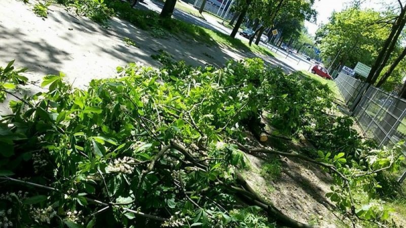 Wrocław: Drzewo przewróciło się na ulicę Strzegomską - fot. Radek Bugajski