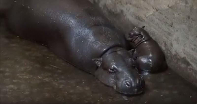 Nowy mieszkaniec wrocławskiego ZOO. To hipopotam karłowaty [ZOBACZ] - fot. YouTube