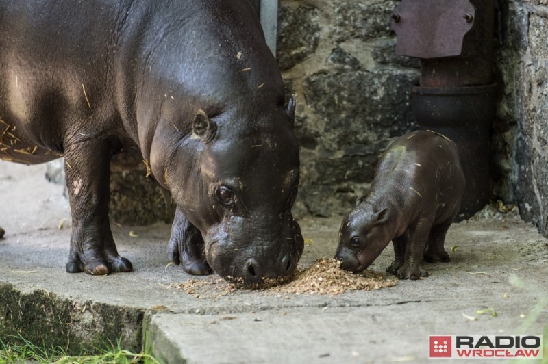 Pierwszy spacer młodego hipopotama we wrocławskim ZOO [FOTO] - 