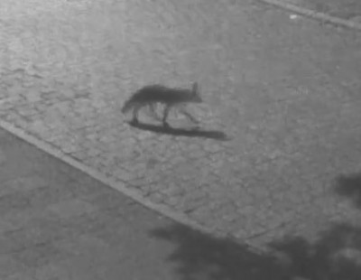 Dzikie zwierzęta na ulicach Wałbrzycha [FOTO] - 6