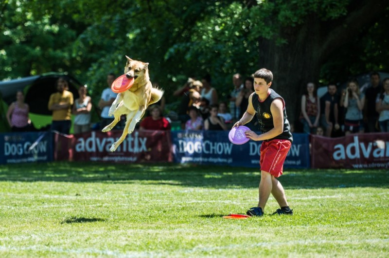Latające psy we Wrocławiu. Walczą w zawodach dogfrisbee [ZDJĘCIA] - Fot: A. Owczarek