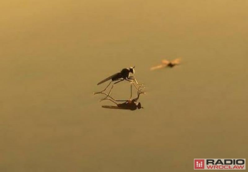 Komary dopiero się wyklują - fot. Magda Orzeł