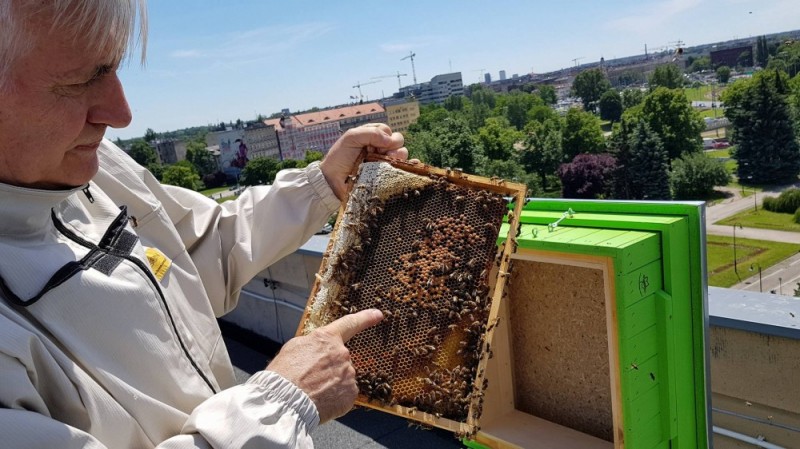Pszczoły zamieszkały na dachu urzędu - mat. prasowe