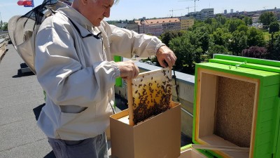 Pszczoły zamieszkały na dachu urzędu - 0