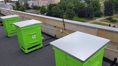 Pszczoły zamieszkały na dachu urzędu - 3