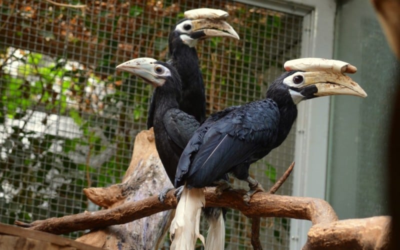We wrocławskim zoo wykluł się jeden z najrzadszych gatunków ptaków na świecie [GALERIA] - Fot. ZOO Wrocław