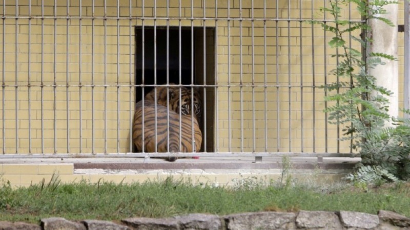 Tygrys zabił opiekuna: Jest akt oskarżenia - 
