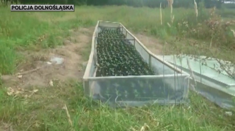 Plantacja konopi w Środzie Śląskiej zlikwidowana - fot. dolnoslaska.policja.gov.pl