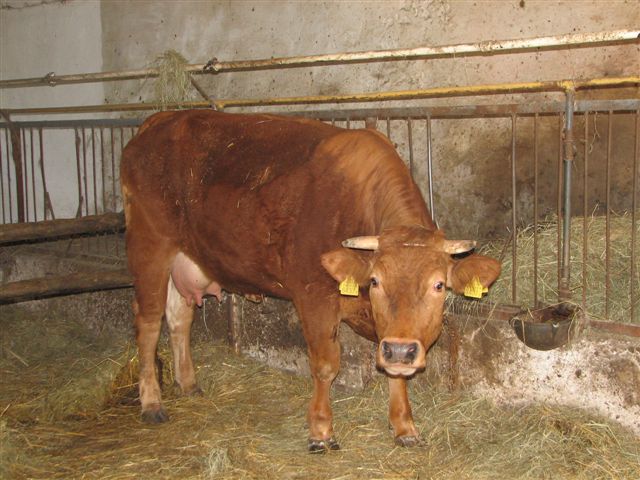 Oszalała krowa przez wiele godzin atakowała ludzi. Są ranni - To ona zaatakowała w Gorzeszowie (Fot. Piotr Słowiński / Radio Wrocław)