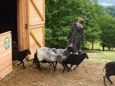Na łąkach w Karkonoszach znów pojawiły się owce - 0
