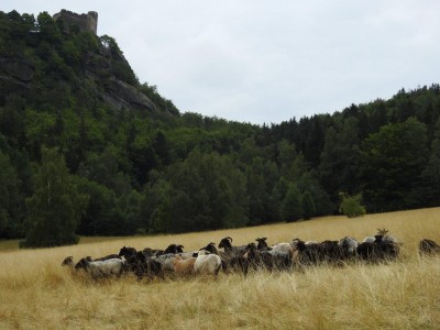 Na łąkach w Karkonoszach znów pojawiły się owce - 9
