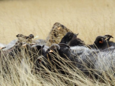 Na łąkach w Karkonoszach znów pojawiły się owce - 10