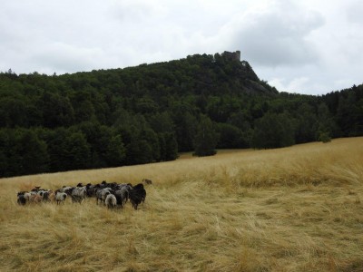 Na łąkach w Karkonoszach znów pojawiły się owce - 11