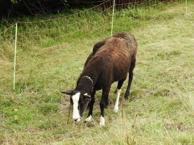 Na łąkach w Karkonoszach znów pojawiły się owce - 12