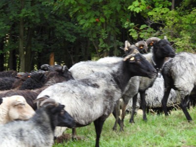 Na łąkach w Karkonoszach znów pojawiły się owce - 2