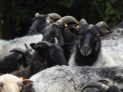 Na łąkach w Karkonoszach znów pojawiły się owce - 3