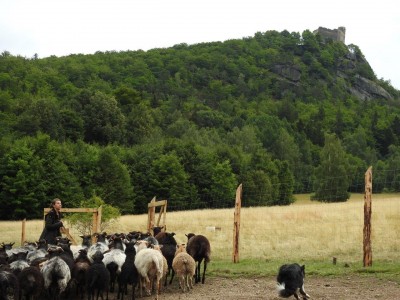 Na łąkach w Karkonoszach znów pojawiły się owce - 4